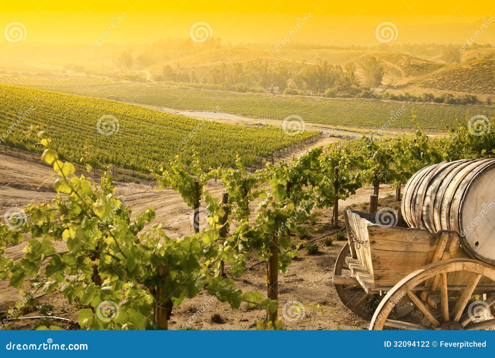 Beautiful Grape Vineyard with Old Barrel Carriage Stock Photo Image