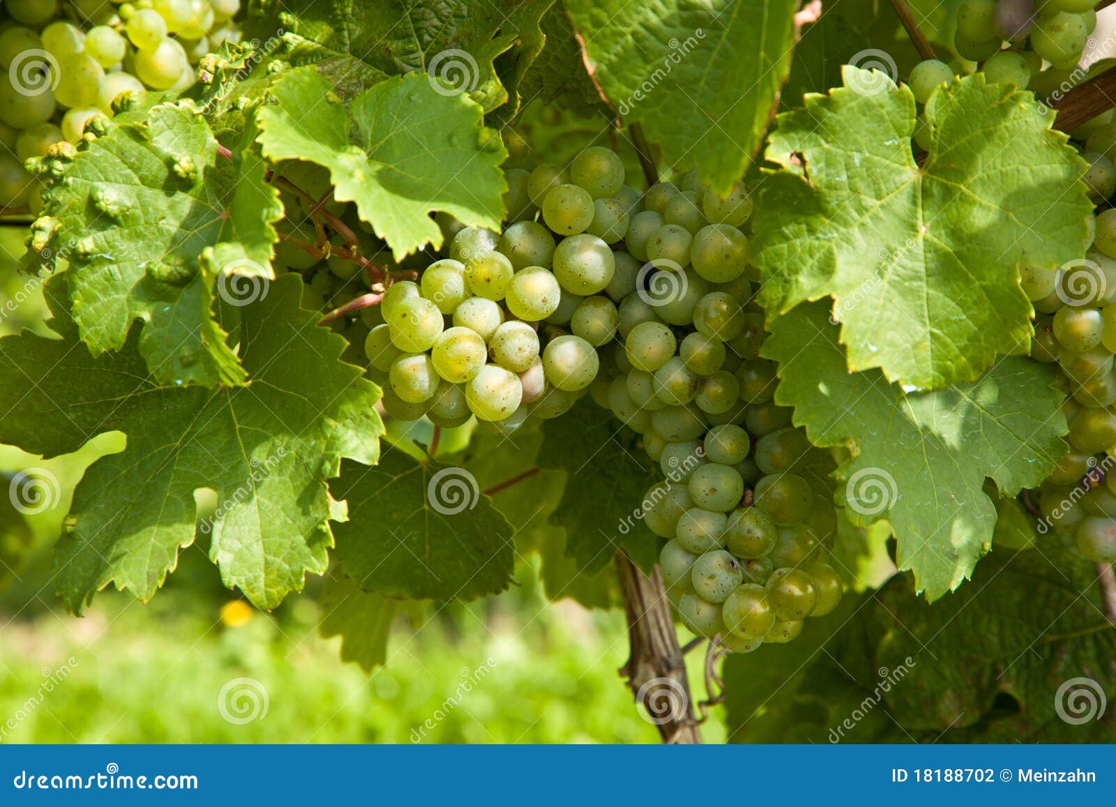 Beautiful Grapes in the Vineyard Stock Photo Image of champagne