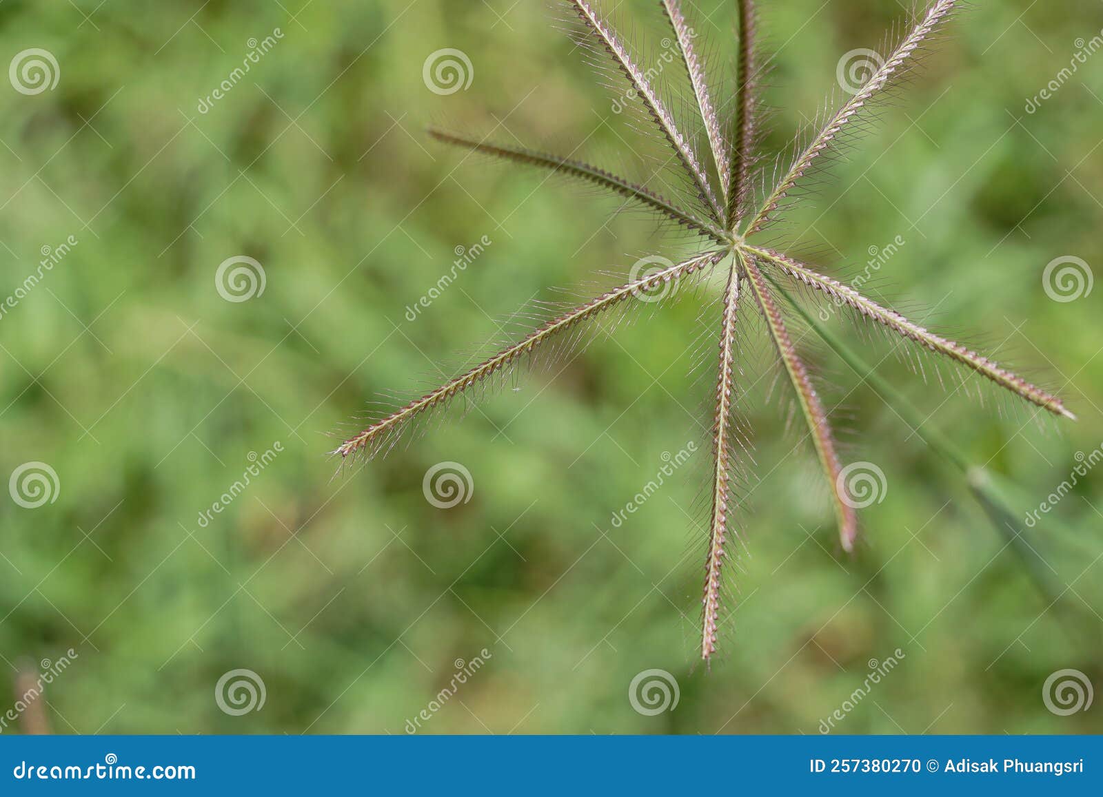 The Beautiful Grass Flower Was in the Field. Stock Photo Image of