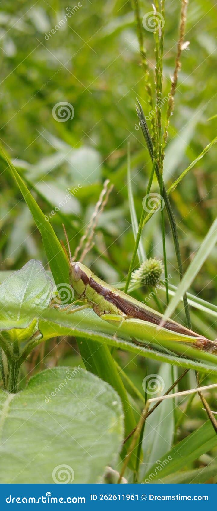 Beautiful stock image. Image of insect, nature 262611961