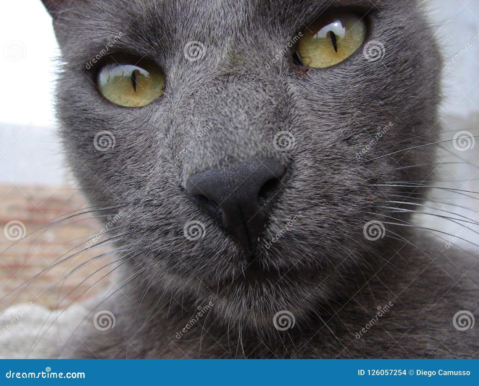 beautiful portrait of gray cat face in the foreground