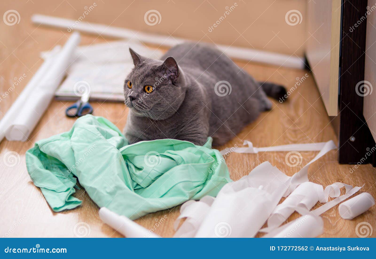 a beautiful gray cat lies among mint fabric, tracing paper, tailor`s scissors, patterns, needles