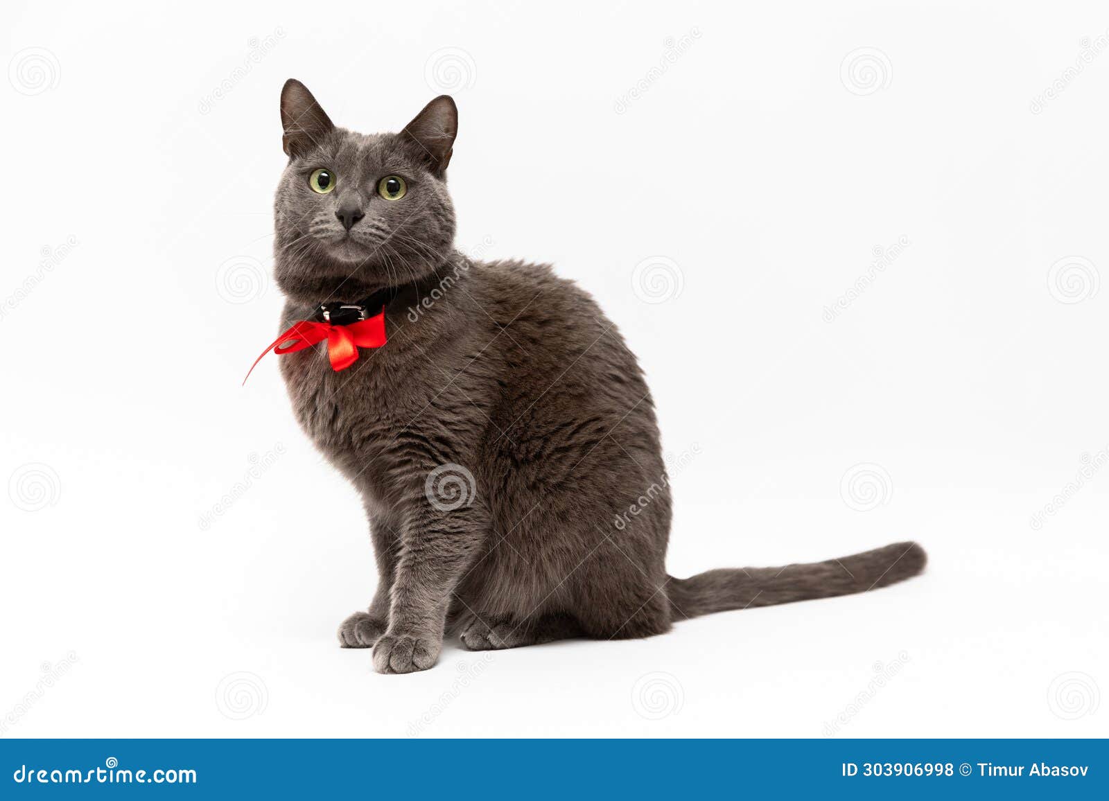 beautiful gray cat on white background