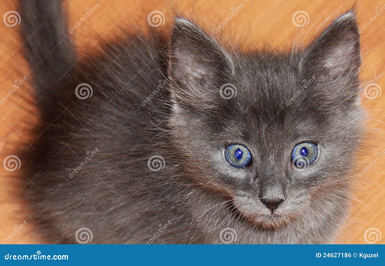 Beautiful Gray Kitten with Blue Eyes Stock Photo Image of carnivore