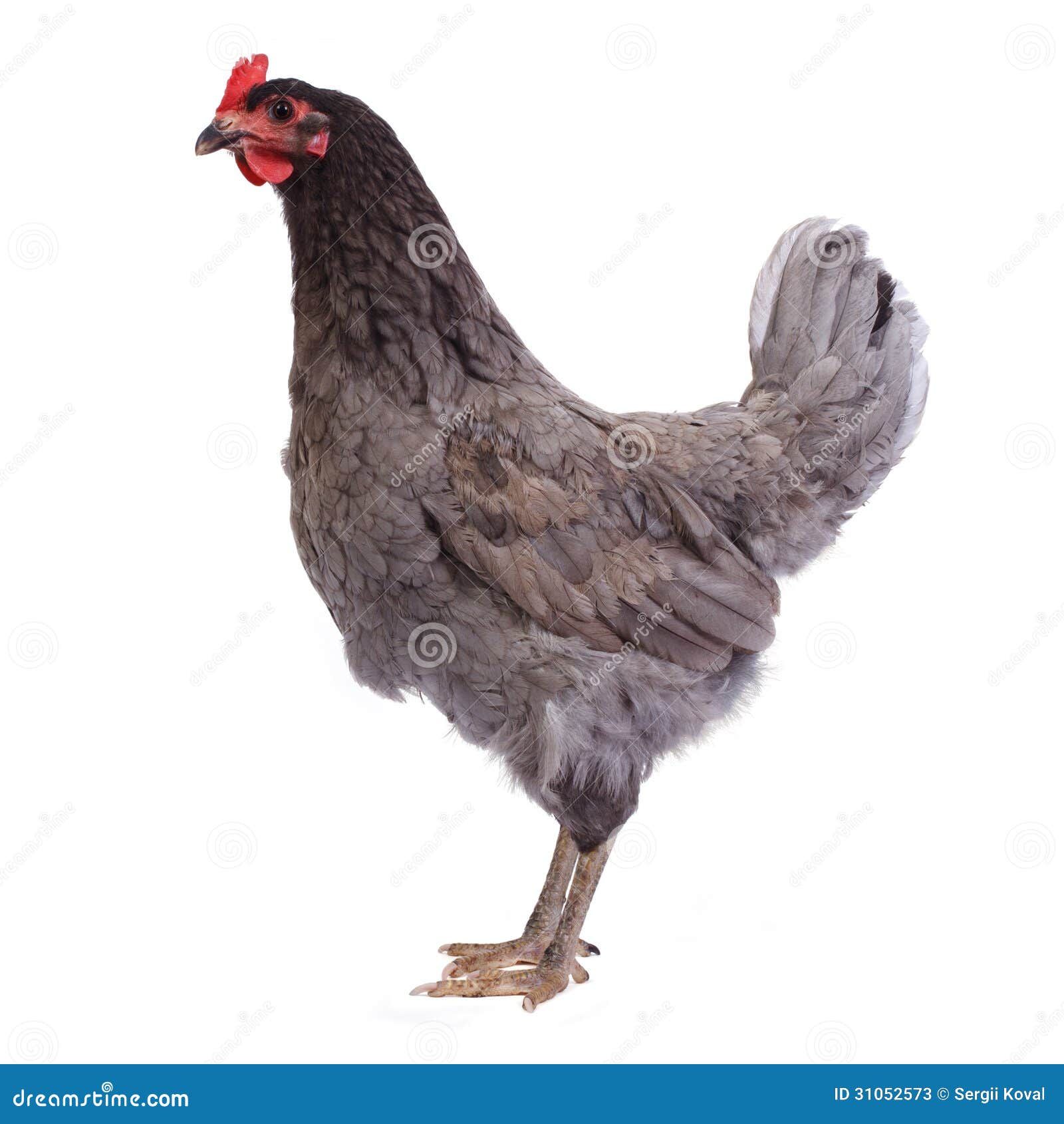 Beautiful Gray Thoroughbred Chicken Isolated Stock Image Image of
