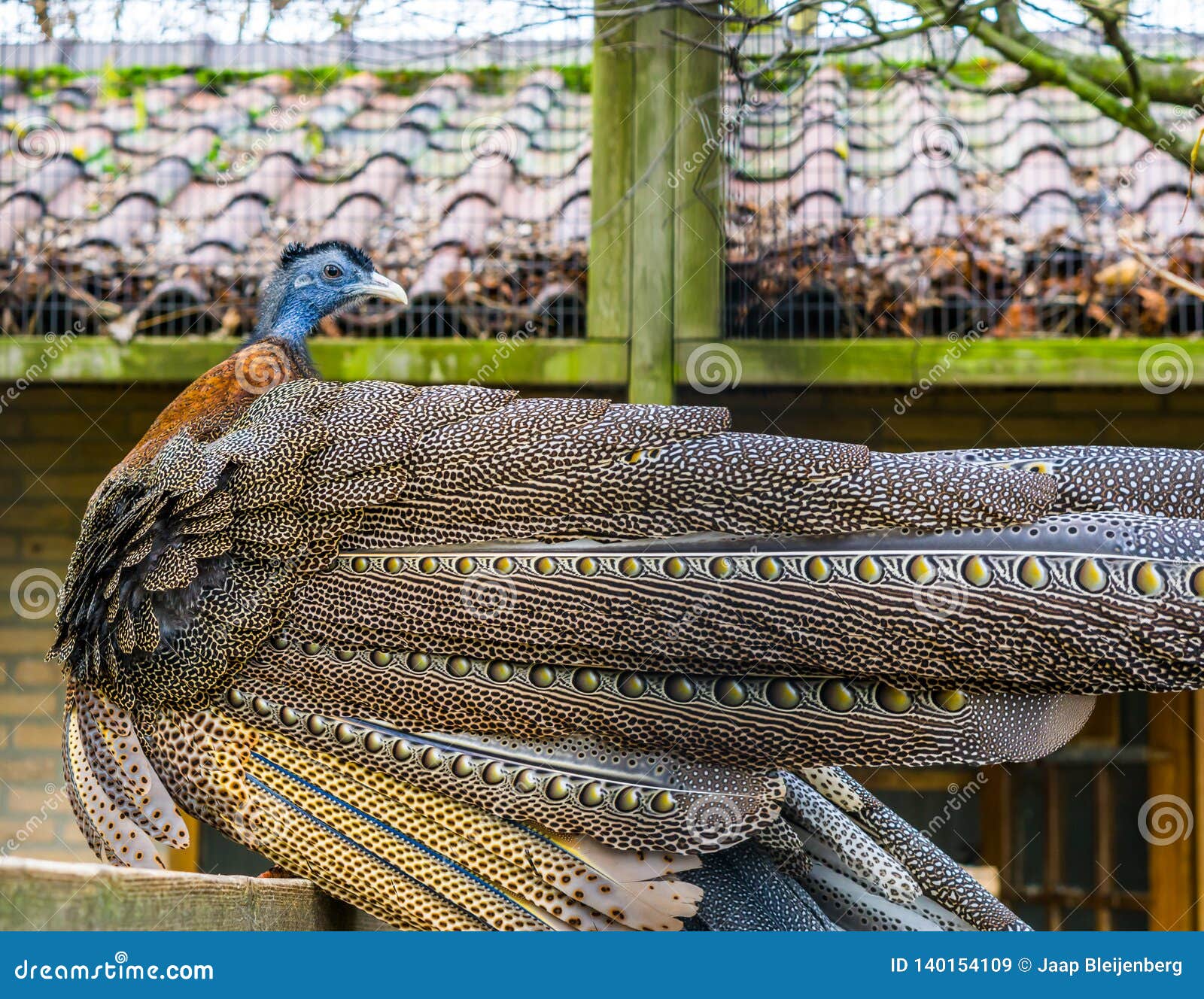 beautiful great argus pheasant, view on his behind with beautiful feathers, tropical bird from the jungle of asia, near threatened