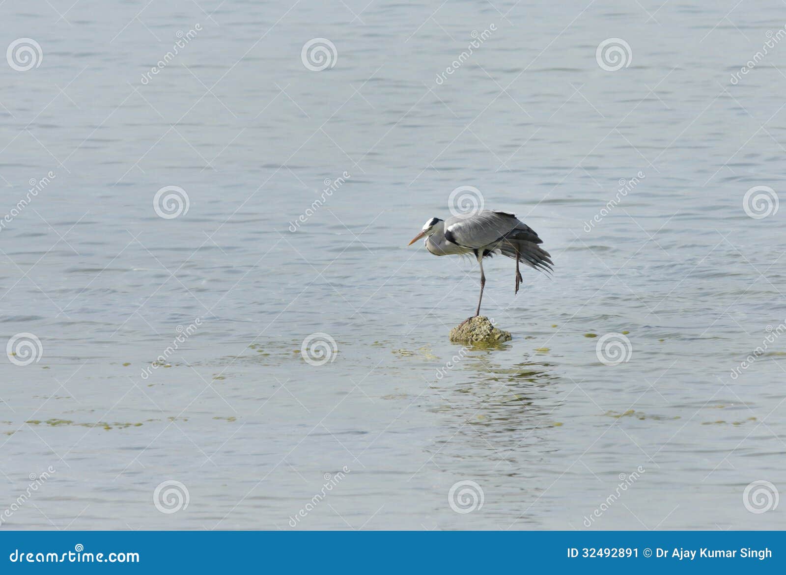 Beautiful Great Grey Heron Standing on One Leg Stock Image - Image of ...