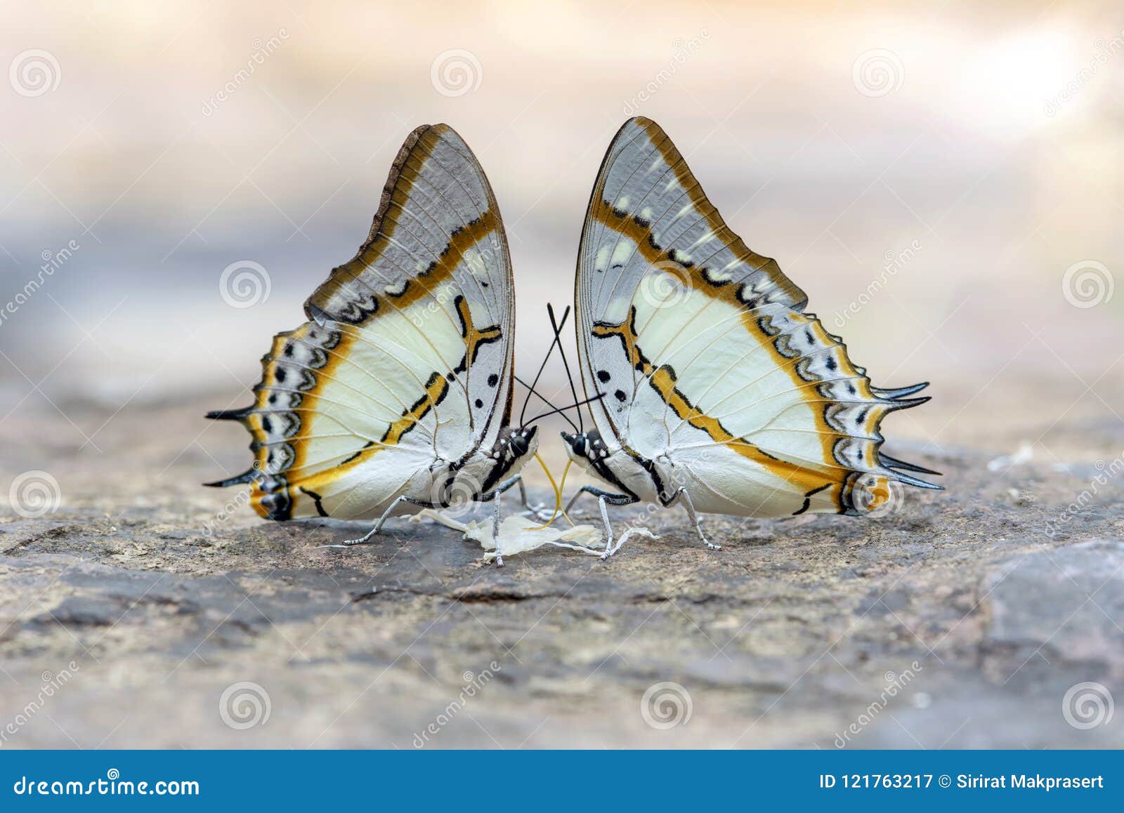 beautiful the great nawab (polyura eudamippus nigrobasalis ), cl