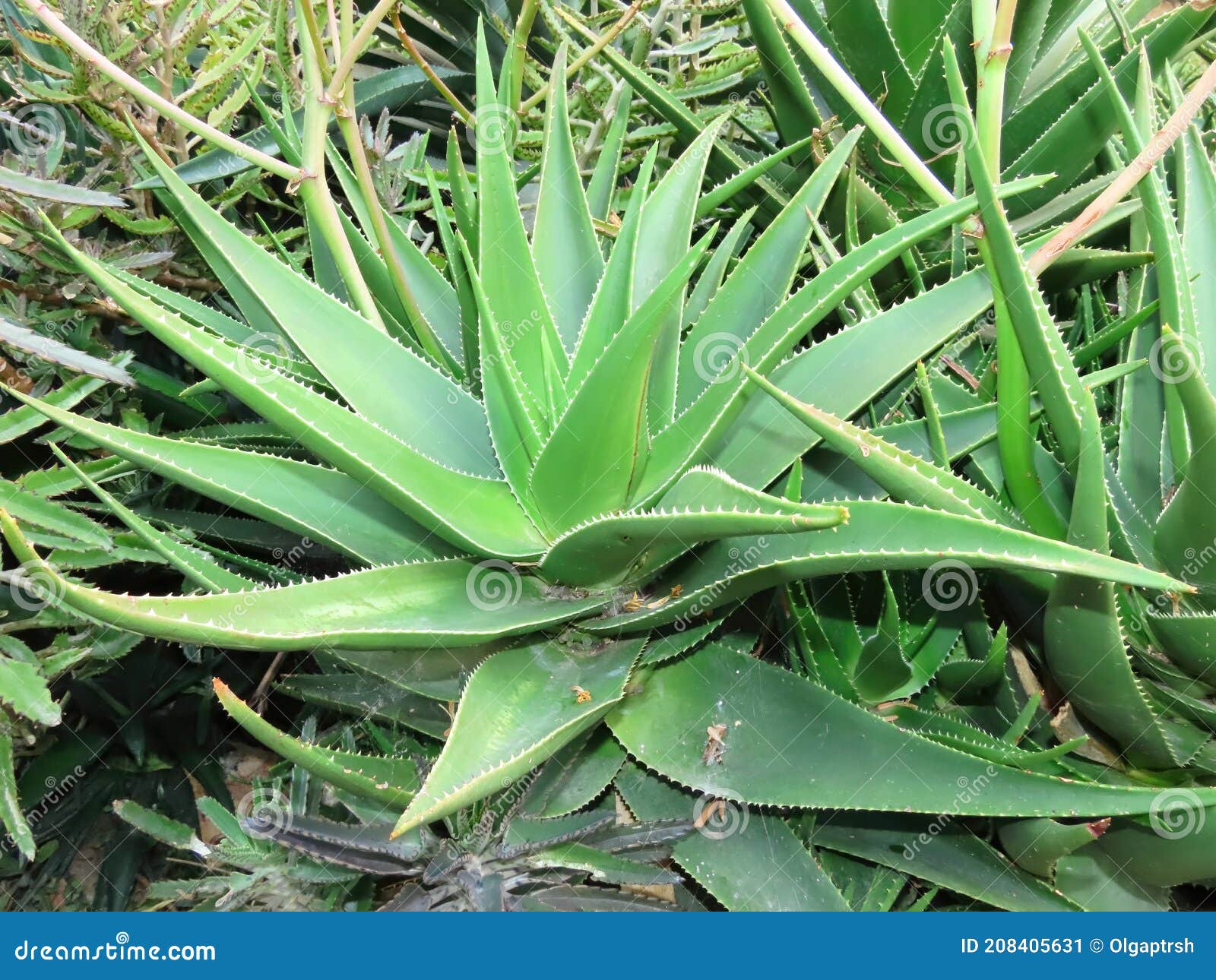 Ijzig waardigheid eetpatroon Beautiful Green Aloe Vera in Winter in Israel. Close-up of Nature. Stock  Image - Image of bright, grass: 208405631