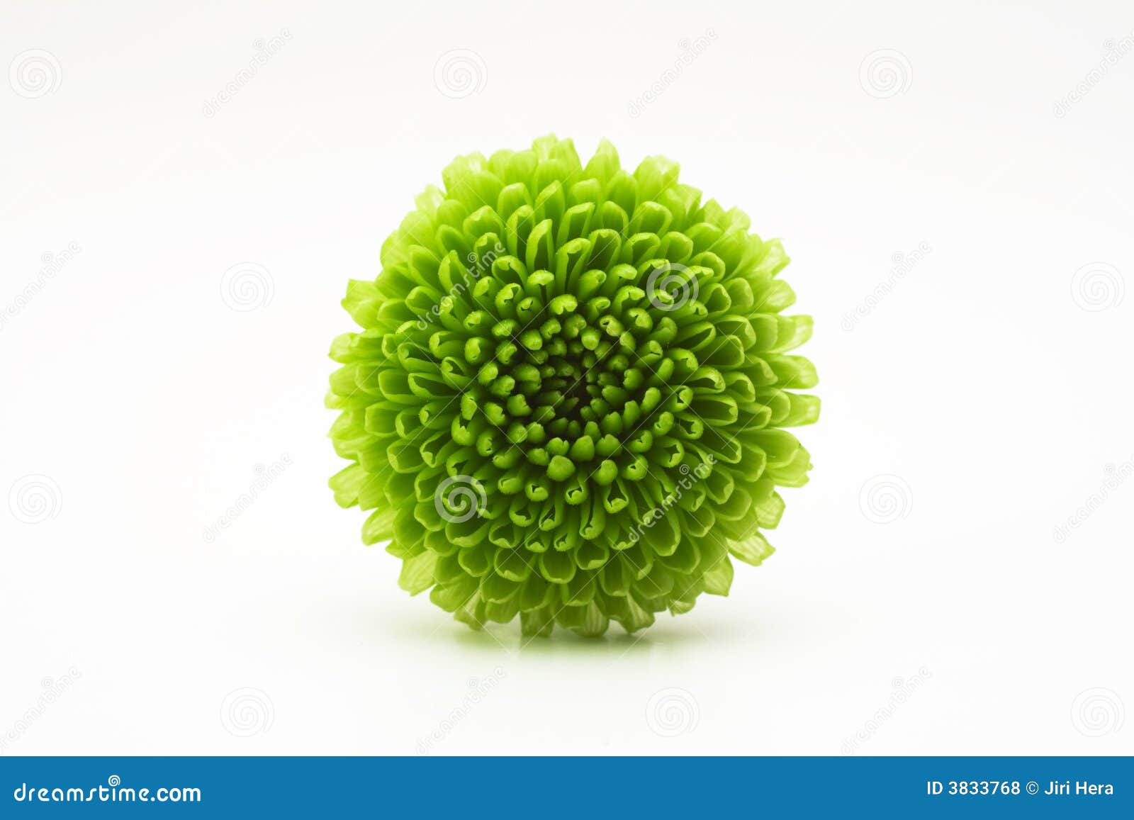 Beautiful green bloom stock photo. Image of vibrant, green 3833768