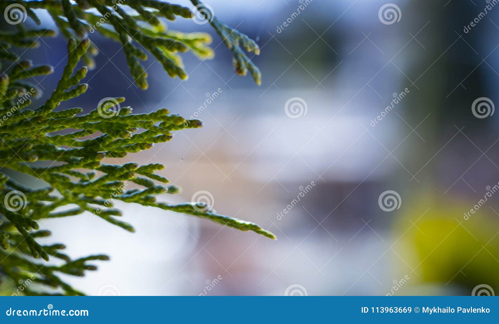 Beautiful Green Christmas Leaves of Thuja Trees. Thuja Occidentalis is ...