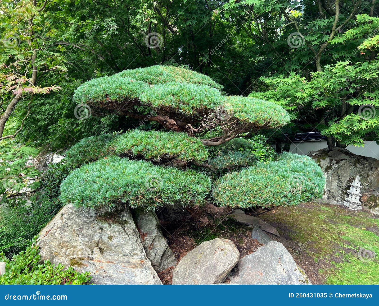 Beautiful Green Decorative Tree Growing in Park Stock Image Image of