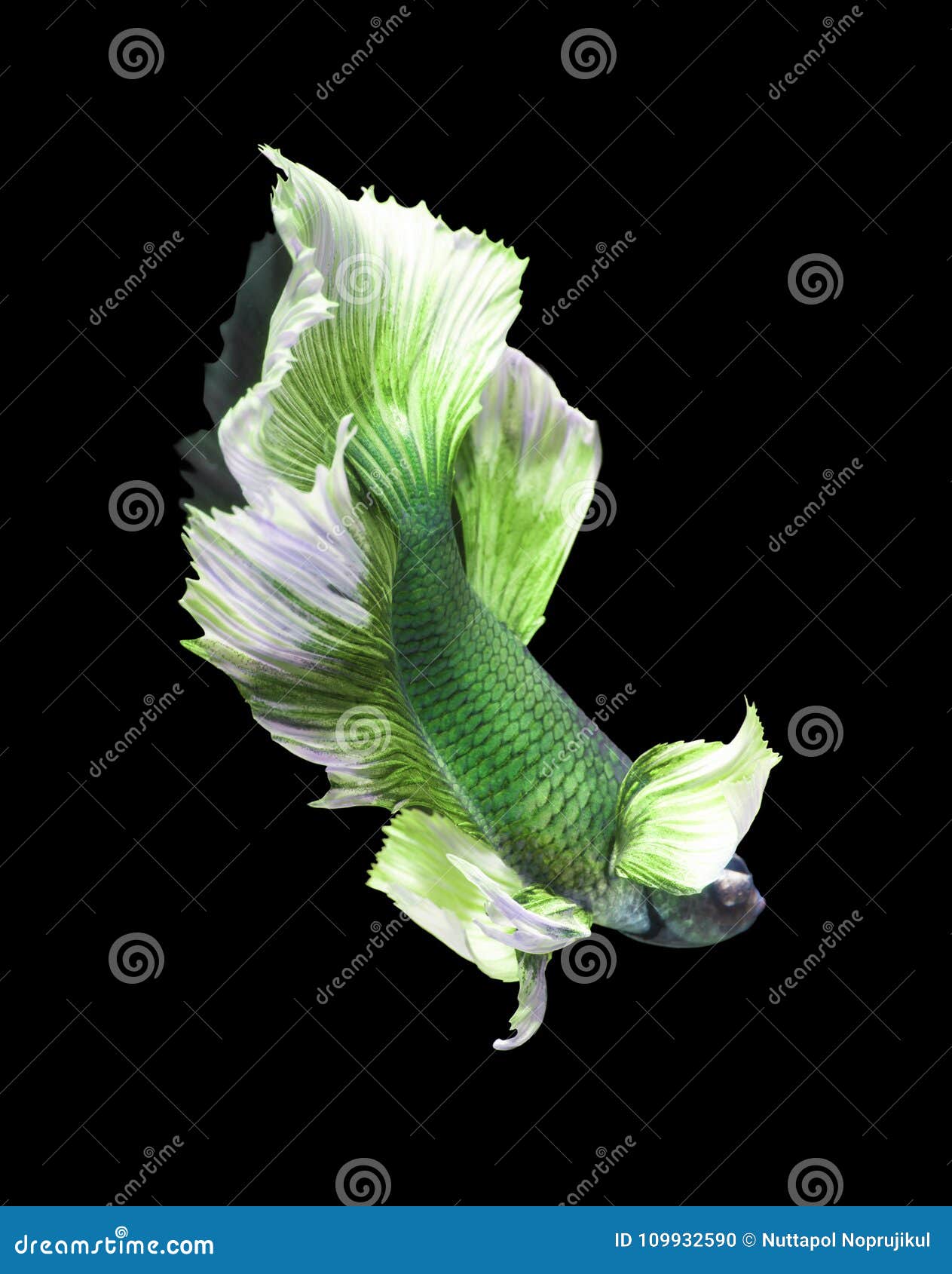 Beautiful Green Fish Tail of Siamese Fighting Fish Betta Splendens