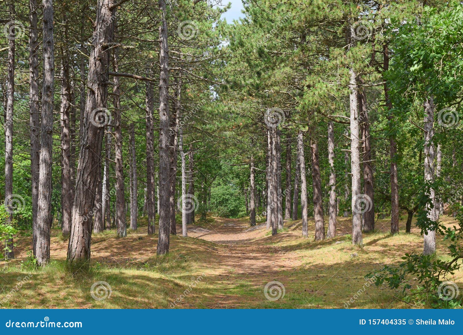 forest of pines in summer in vlieland, netherlands.
