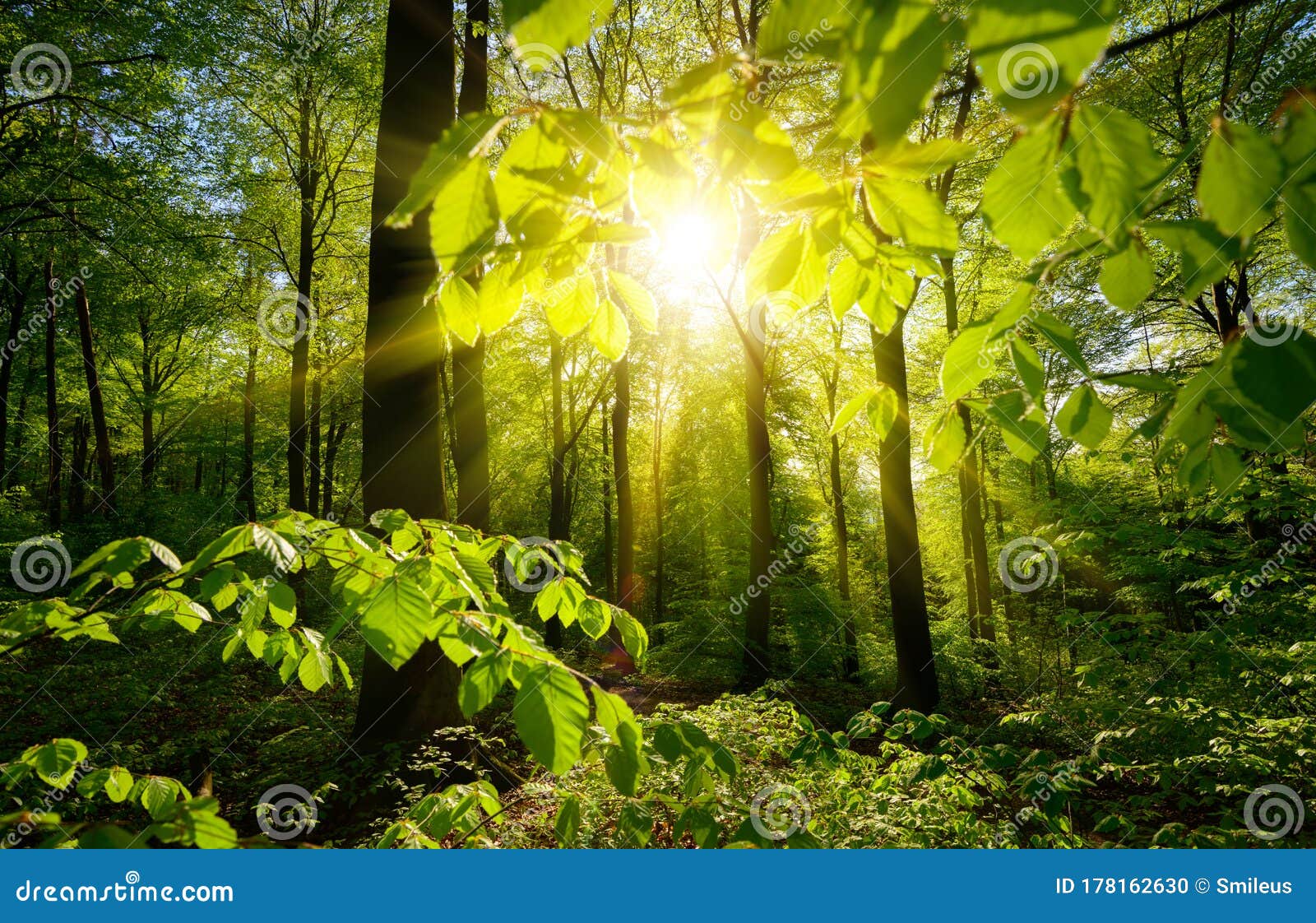 Beautiful Green Forest Scenery Stock Photo Image Of Branches Idyll
