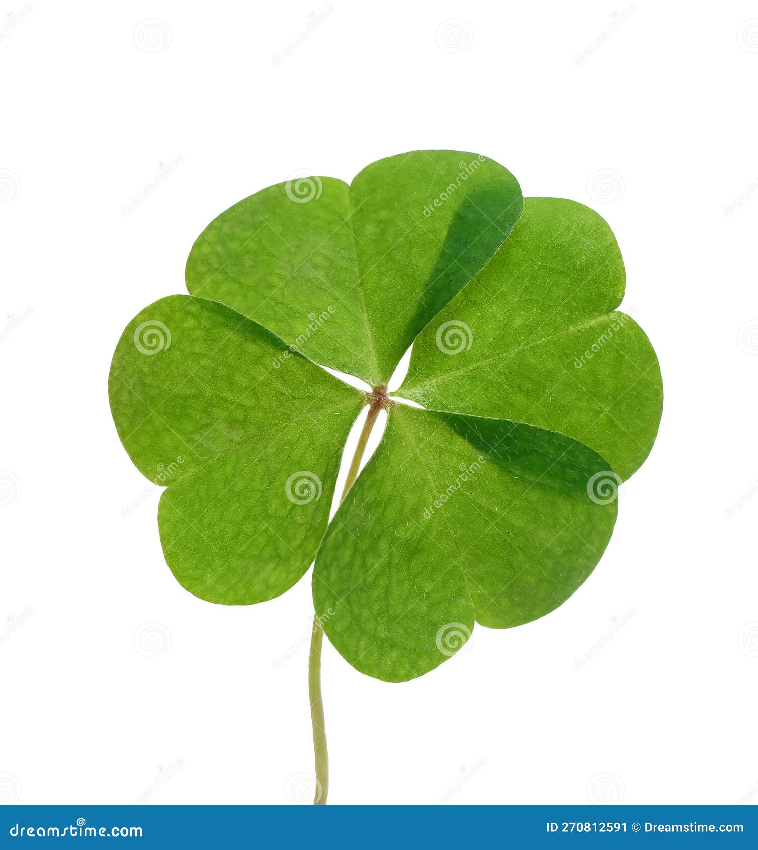 Beautiful Green Four Leaf Clover Isolated on White Stock Image Image