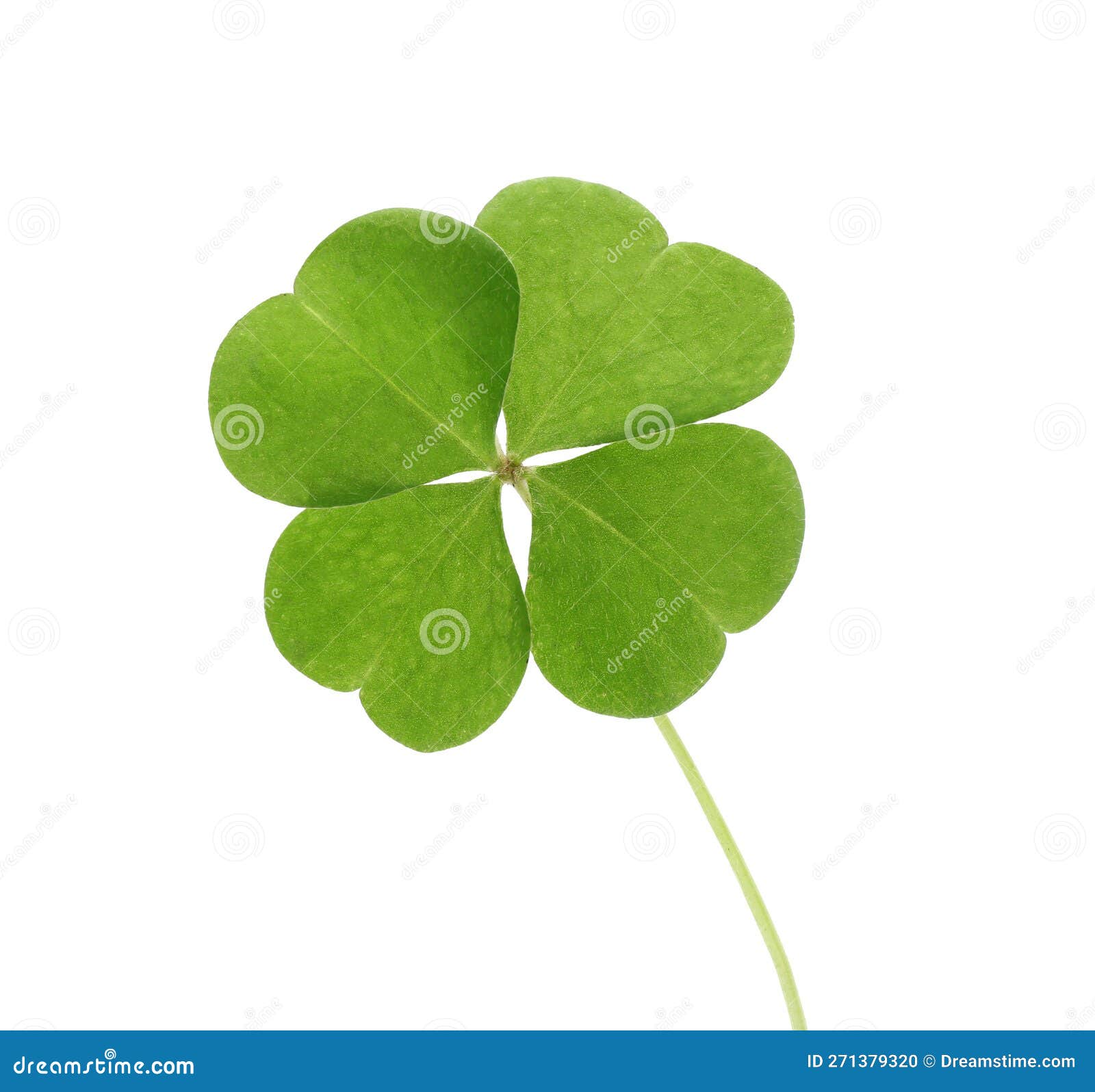 Beautiful Green Four Leaf Clover Isolated on White Stock Photo Image