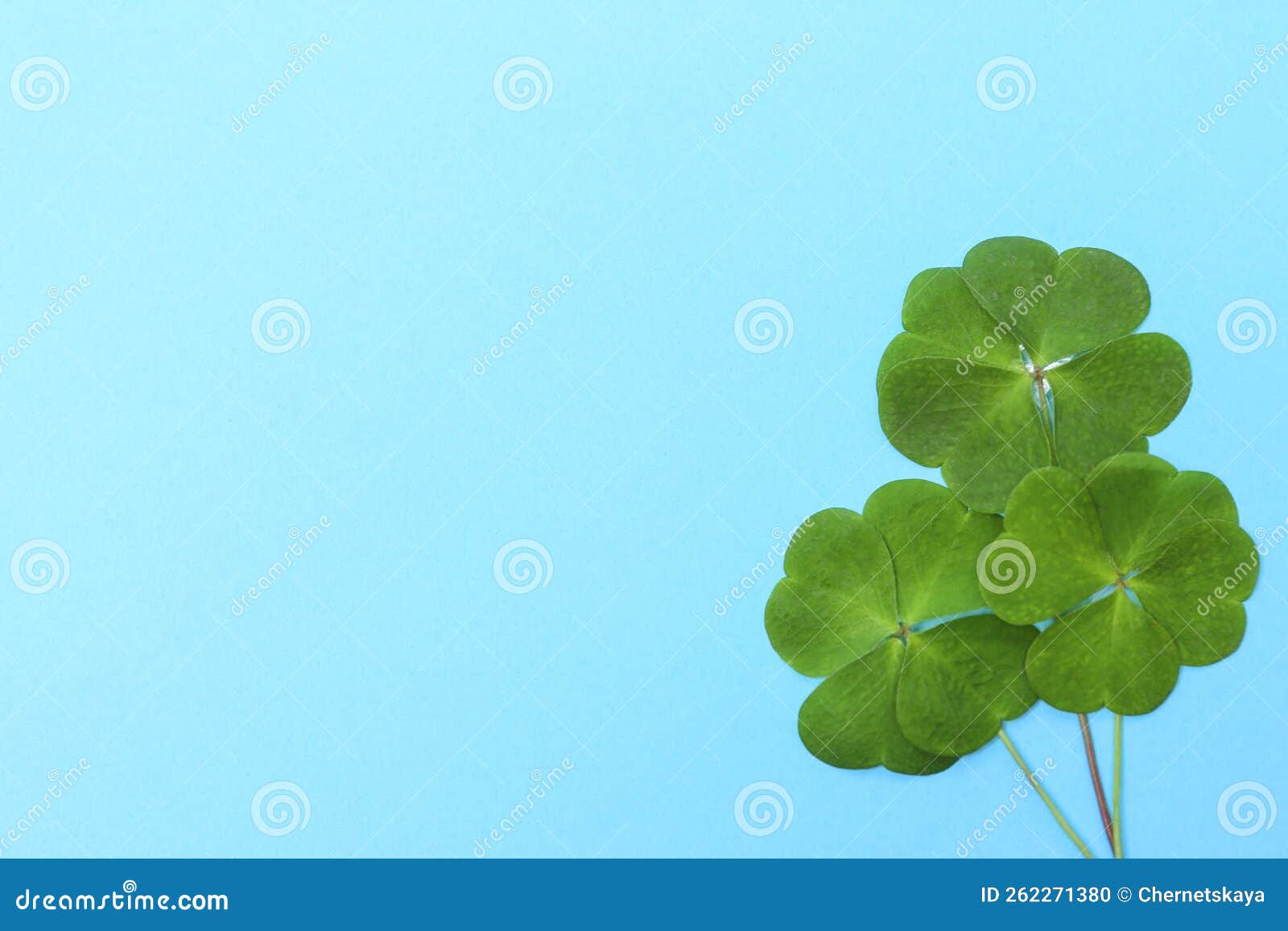 Beautiful Green Four Leaves Clover on Light Blue Background, Top View