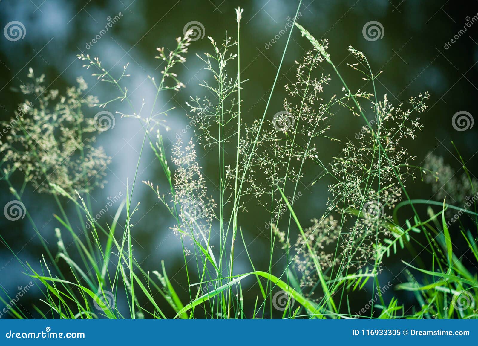 beautiful green hays closeup in the summer