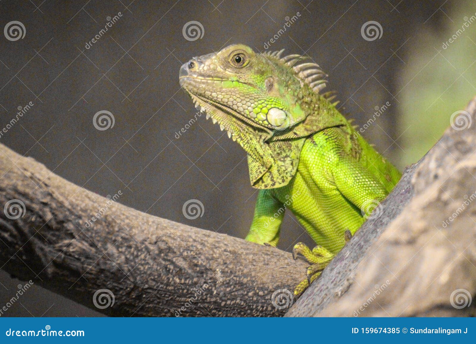 the beautiful green iguana