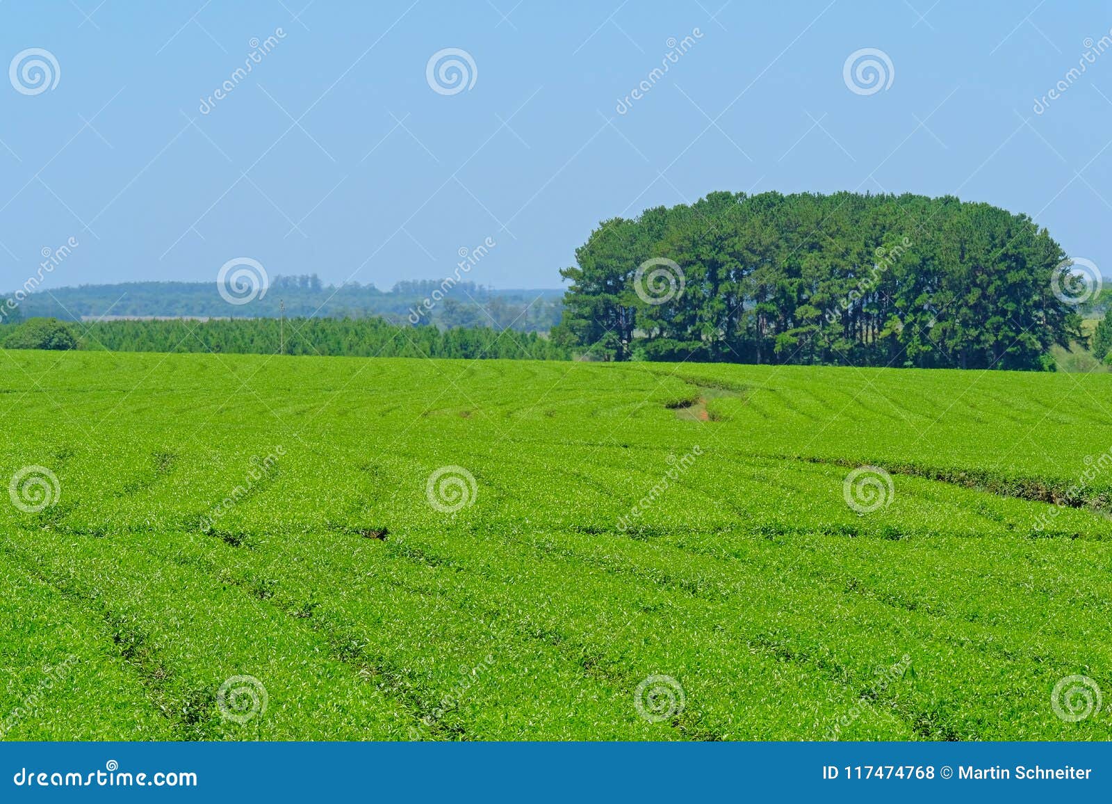 beautiful green mate tea plantation field in province misiones, argentina