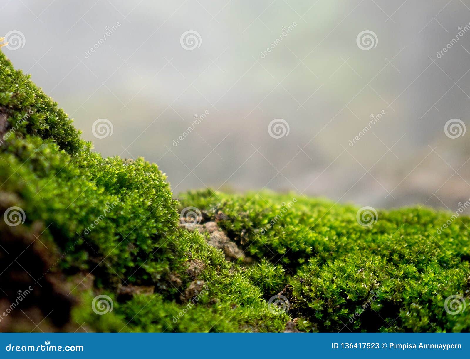 beautiful green moss on the floor, moss closeup, macro. beautiful background of moss for wallpaper