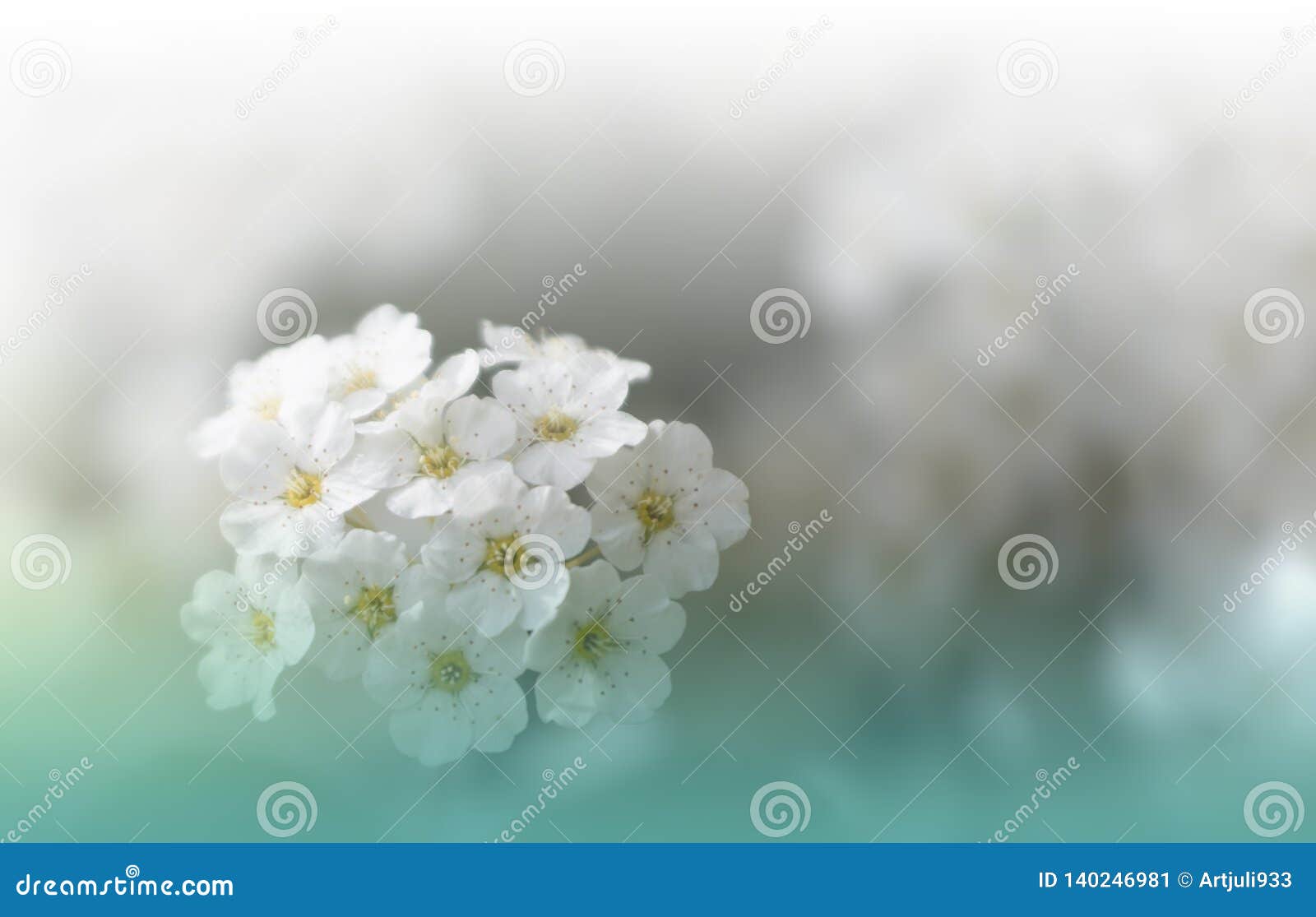 Beautiful Nature White   Macro  ,white  ,. Stock Image  - Image of brochure, cover: 140246981