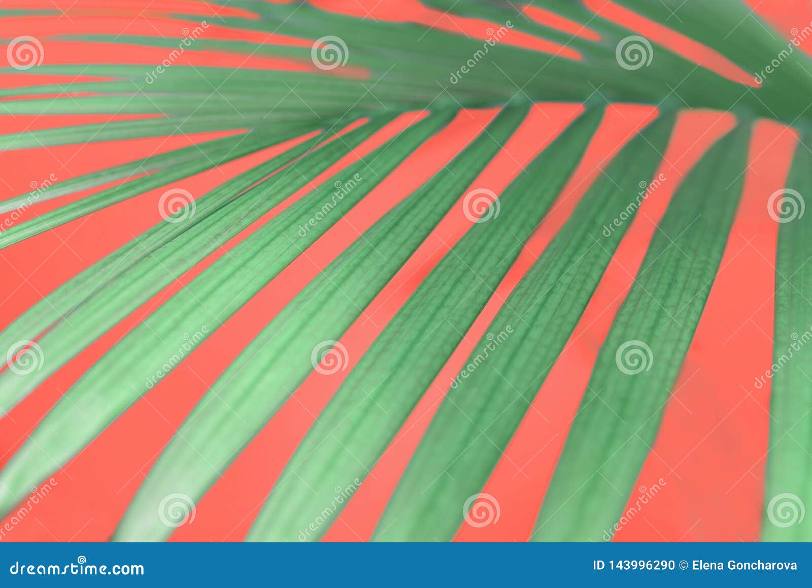 Beautiful Green Palm Branches Illuminated By The Sun. Stock Photo