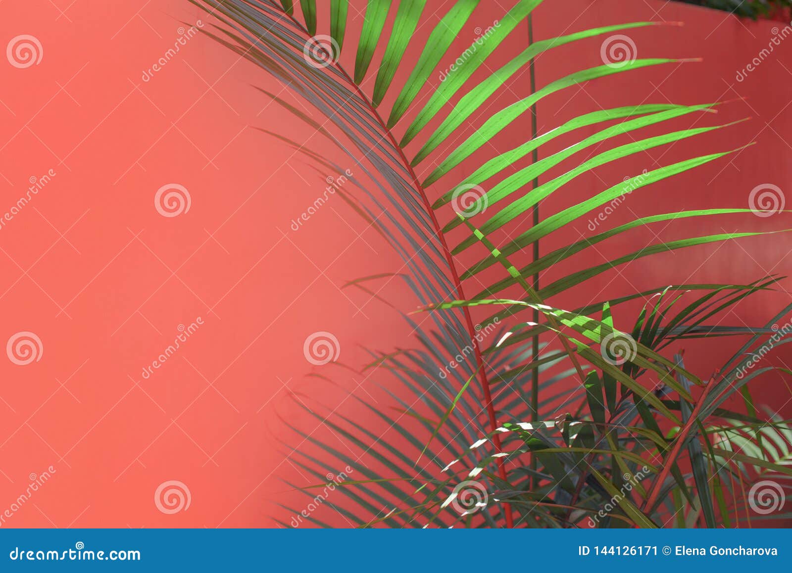 Beautiful Green Palm Branches Illuminated by the Sun. Stock Image