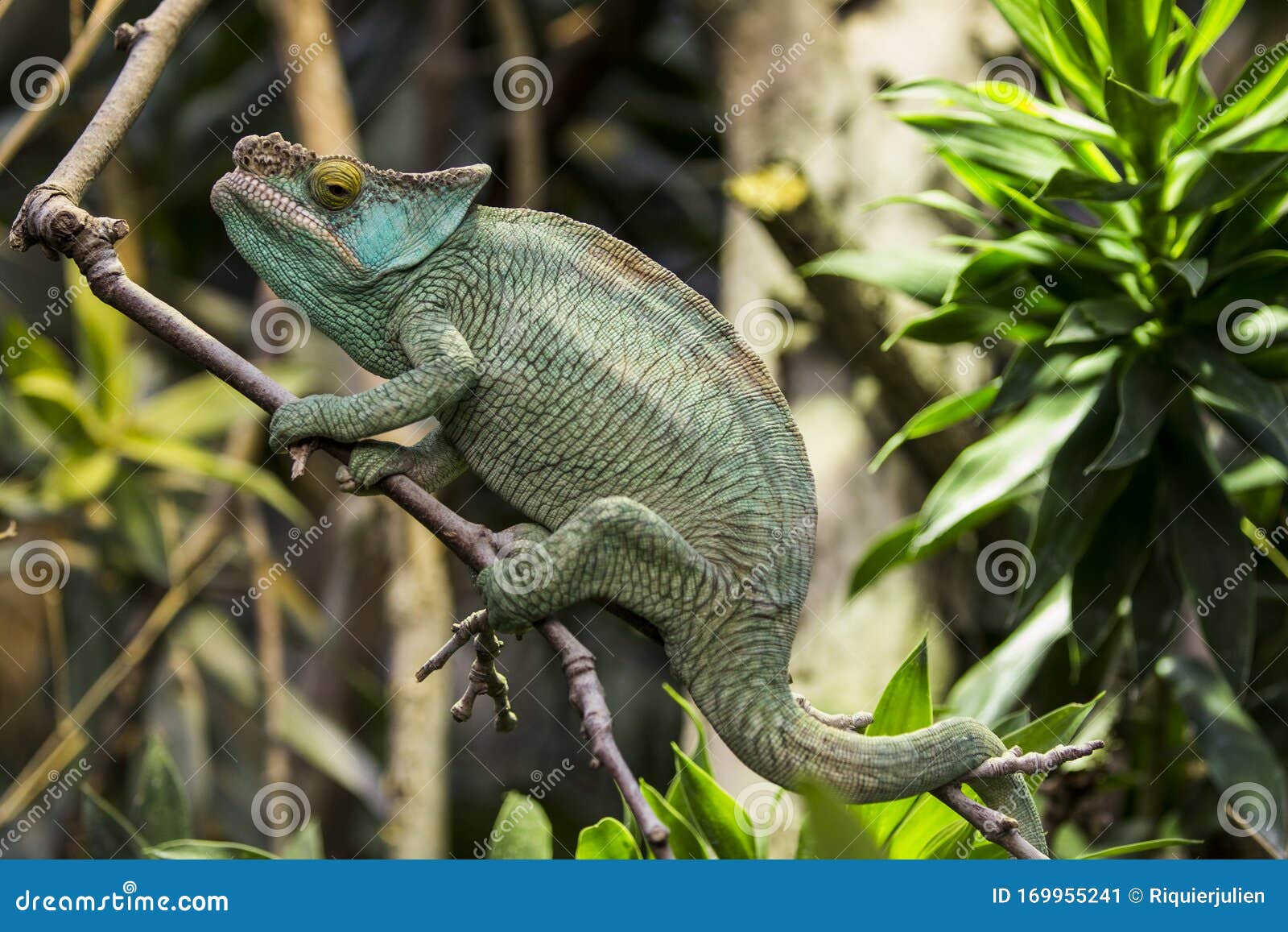 beautiful green panther chameleon on a tree branch, saurian, wildlife, nature