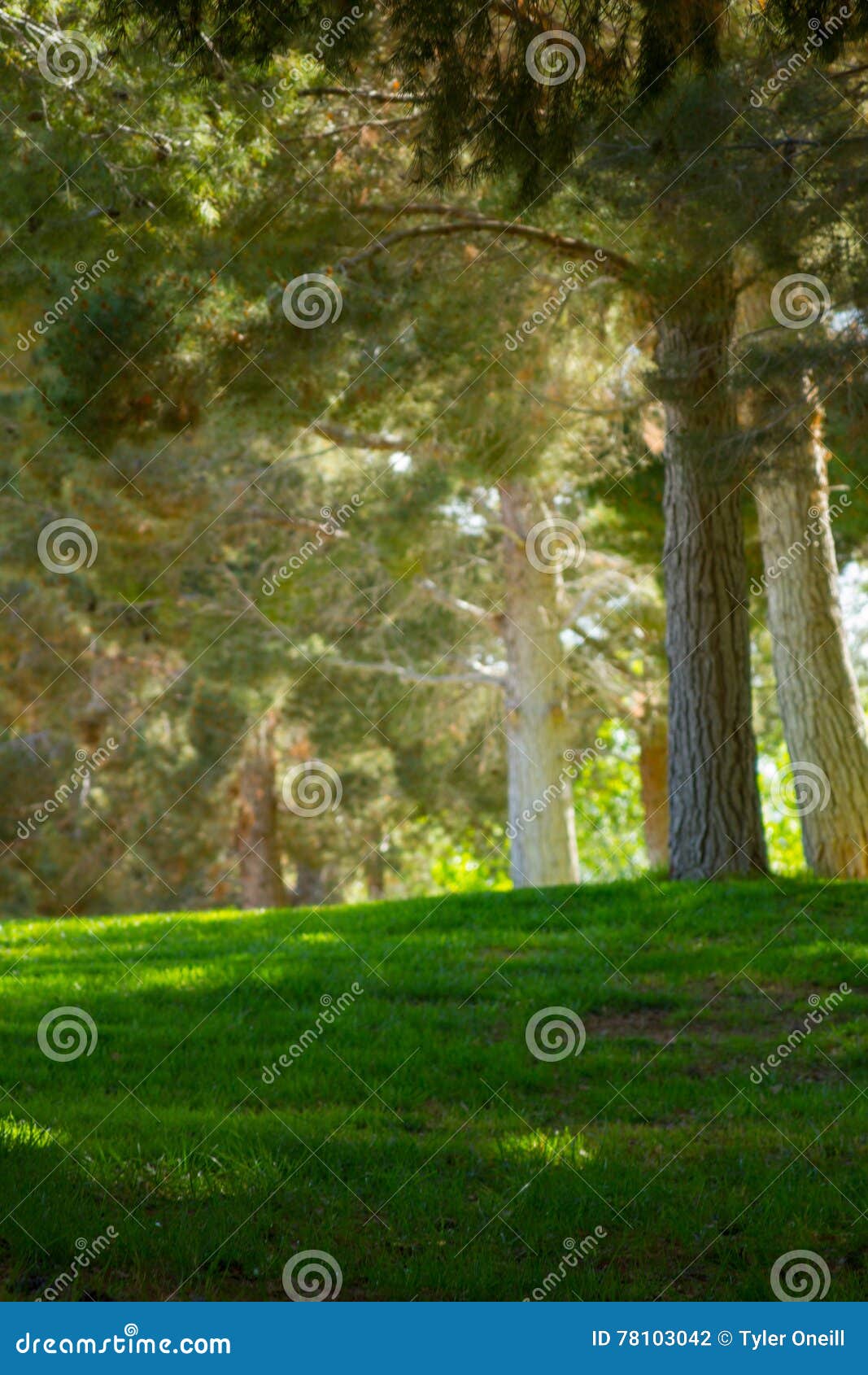 Beautiful Green Park Depth of Feild Blurred Background Stock Photo - Image  of countryside, crop: 78103042