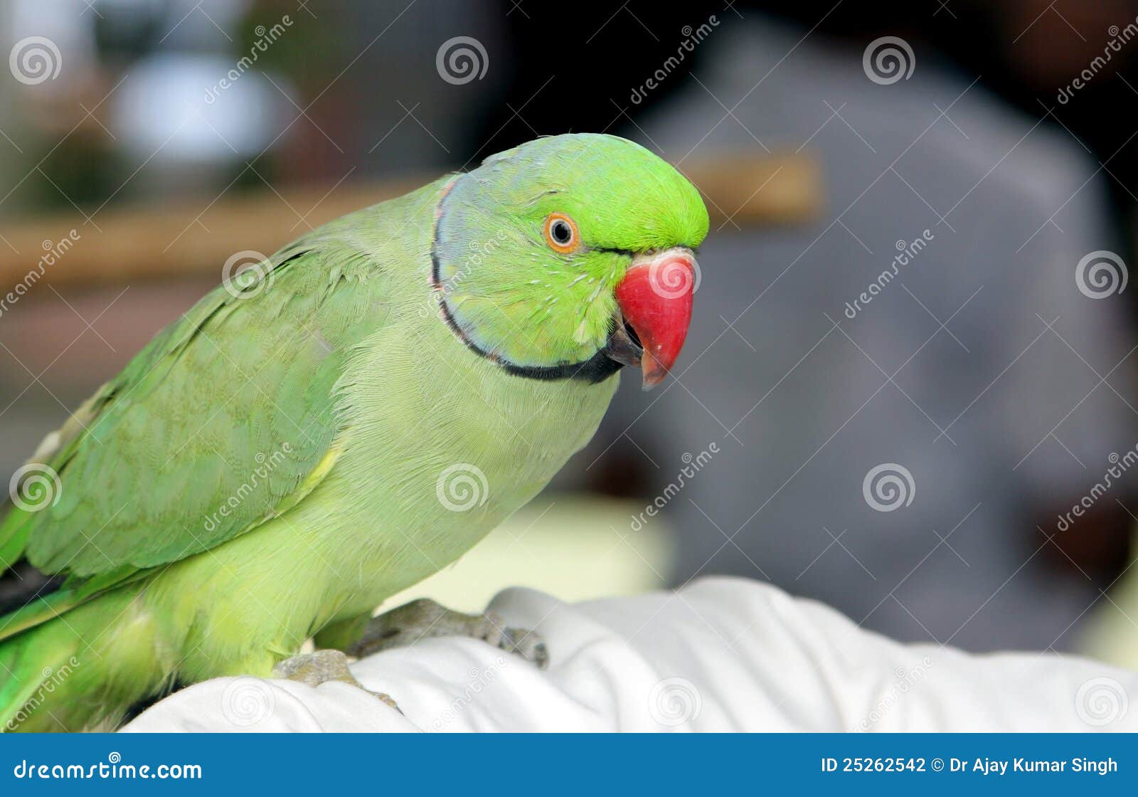 A beautiful green parrot stock photo. Image of chordata - 25262542