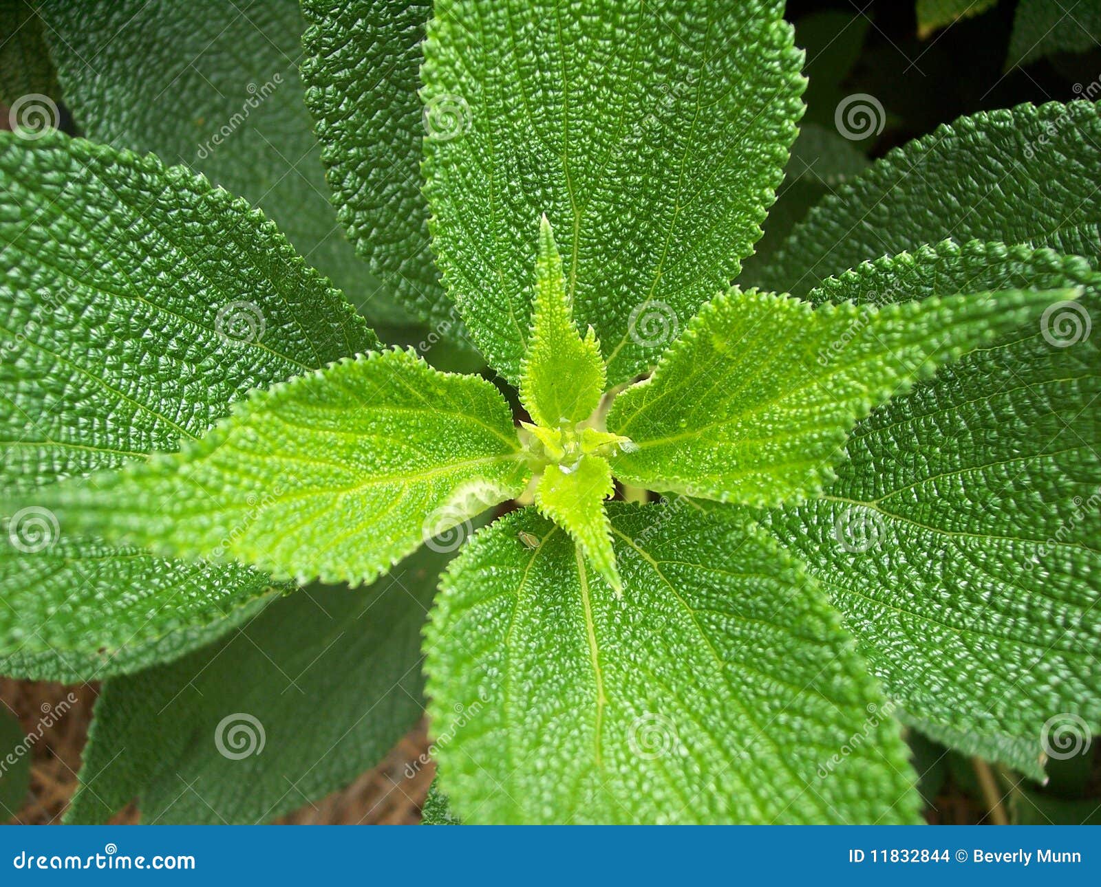 Beautiful Green Plant Stock Images - Image: 11832844