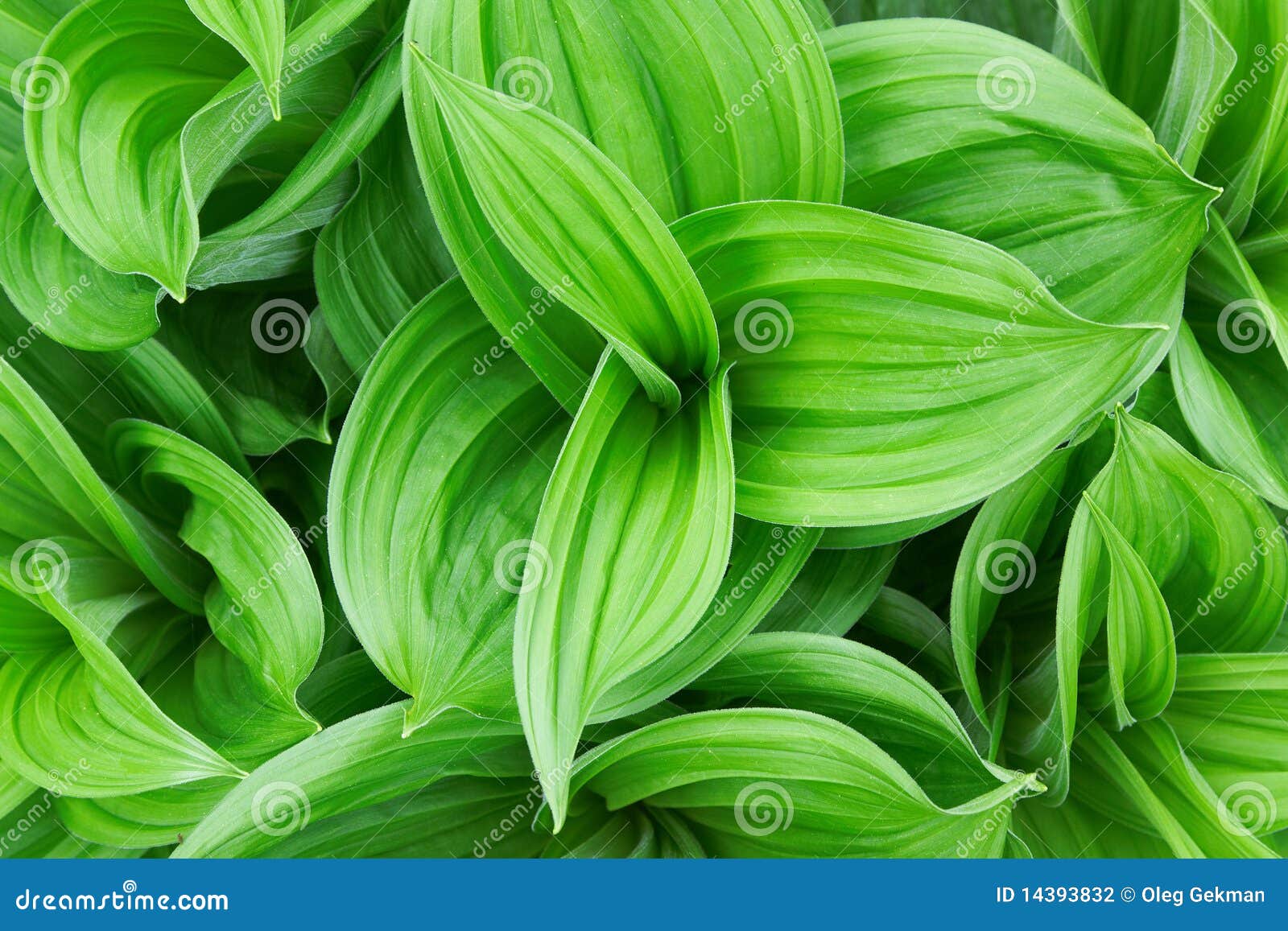 Beautiful green plant stock photo. Image of petal, pattern 14393832