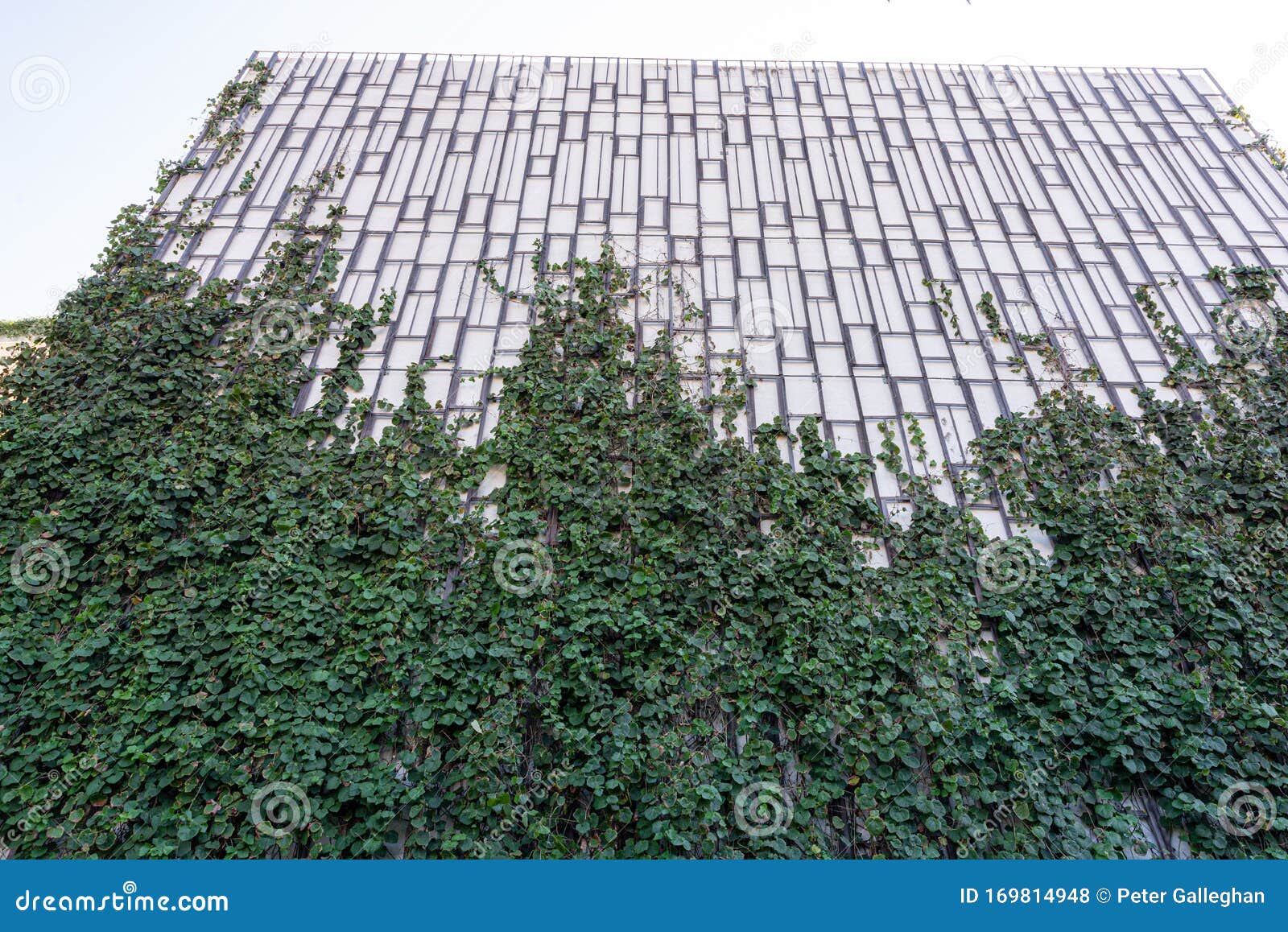 Beautiful Green Plants Covering Half the Wall on a Building Stock Photo