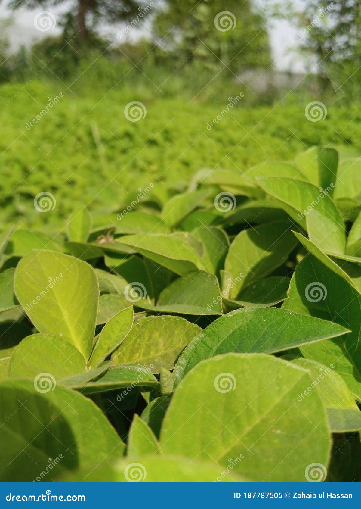 Beautiful Green plants stock image. Image of plants 187787505