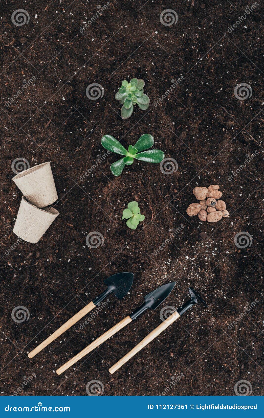 Beautiful Green Plants in Soil, Flower Pots and Gardening Tools Stock Image Image of botanical
