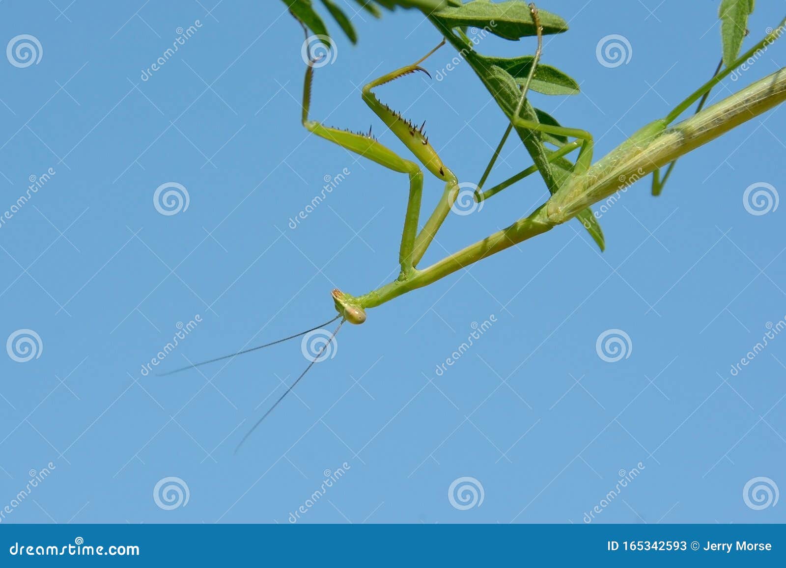 Upside Down Praying Mantis stock image. Image of praying 165342593