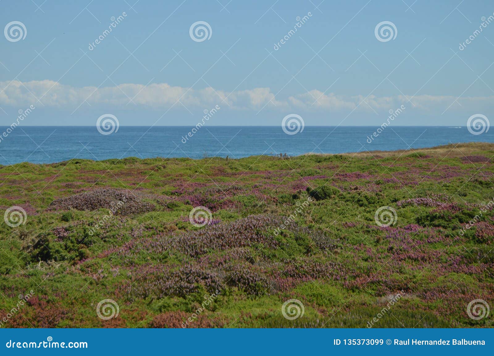beautiful green and purple field with the horizon and cantabrian sea in the background on the beach of the cathedrals in ribadeo.