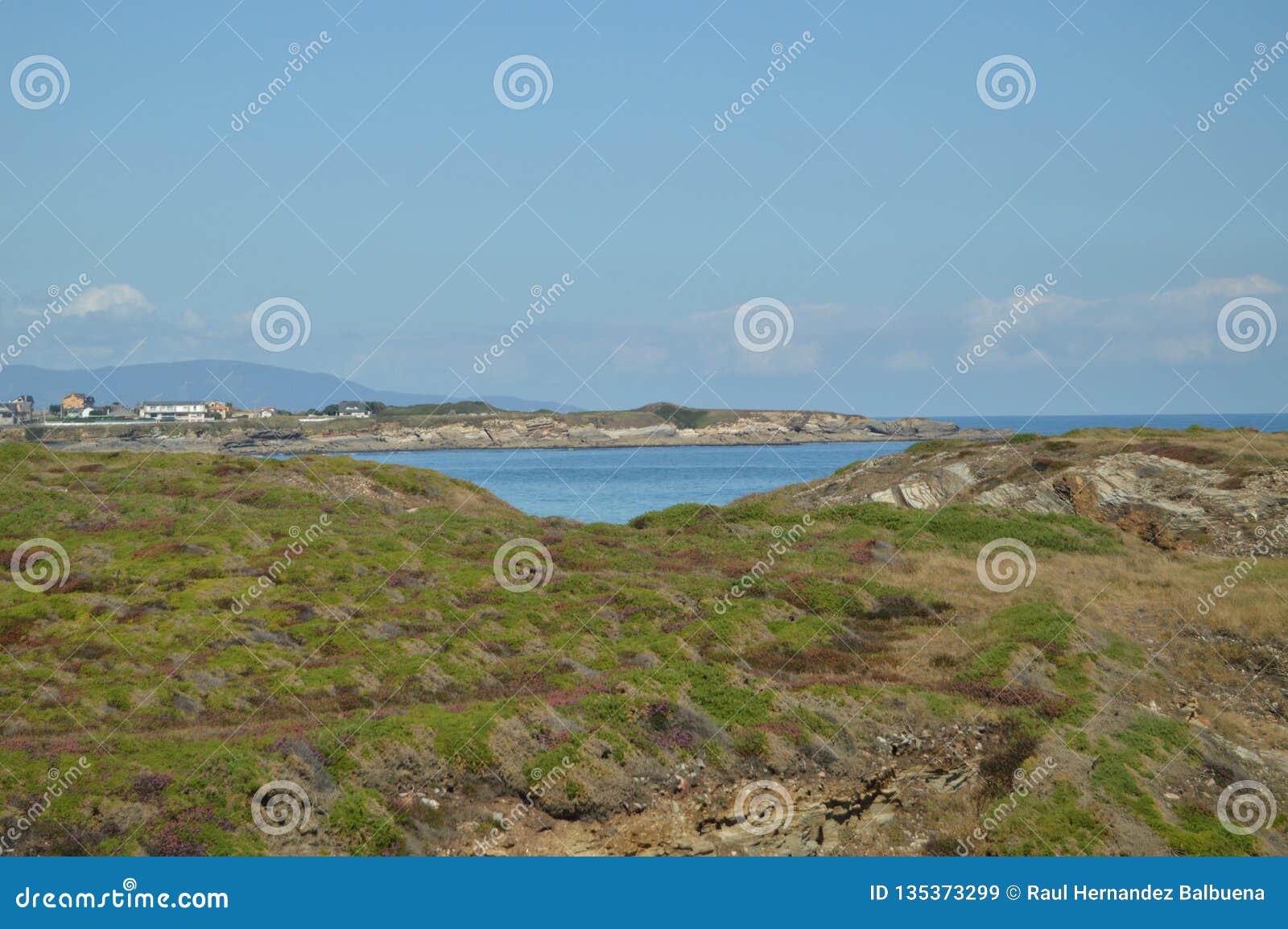 beautiful green and purple field with the horizon and cantabrian sea in the background on the beach of the cathedrals in ribadeo.