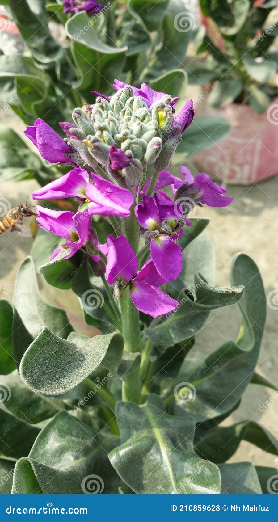 A Beautiful Green and Purple Flower
