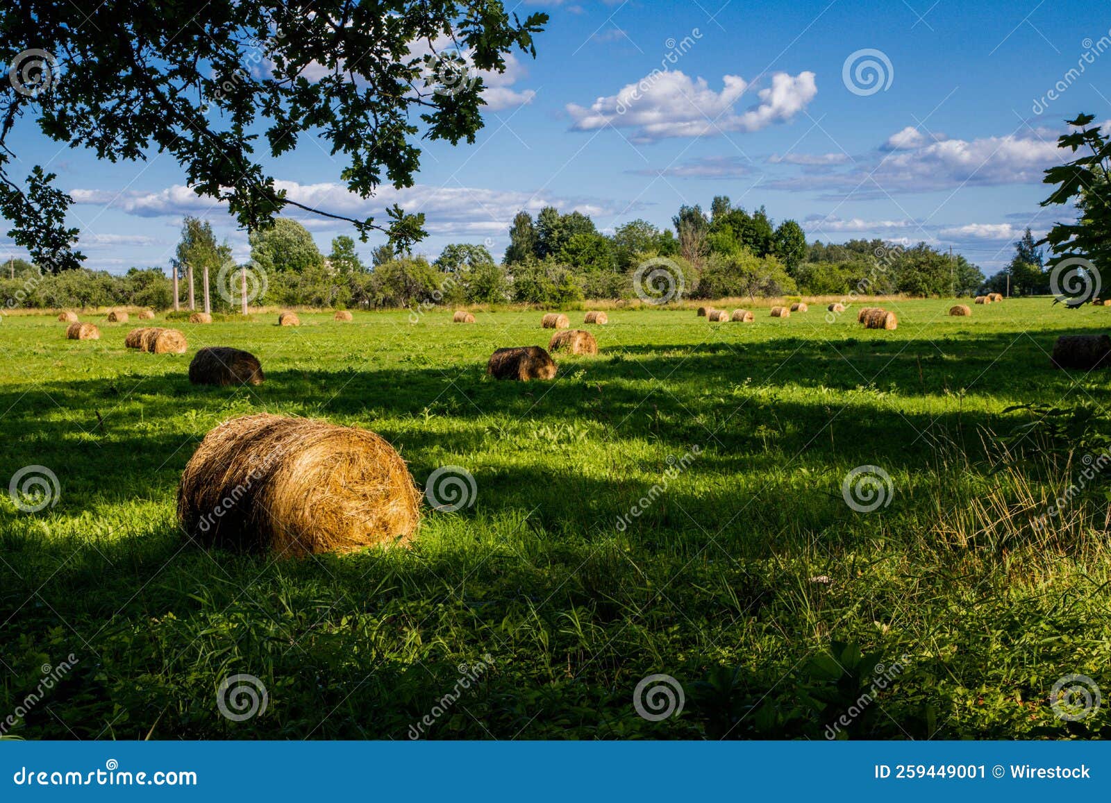 Beautiful Green Scenery On A Farm Land With Trees On A Sunny Day And