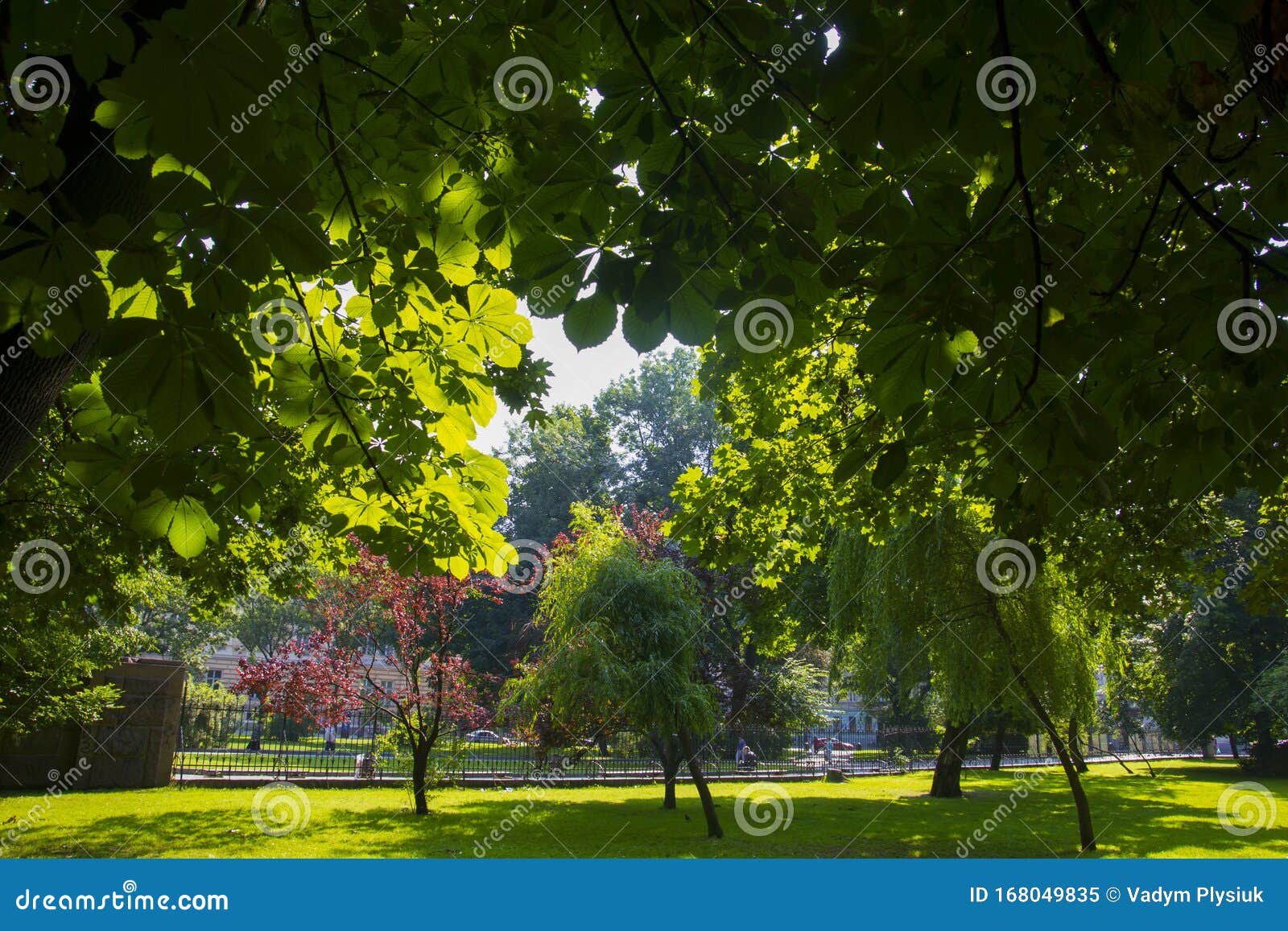Beautiful Green Summer Park Outdoors. Blooming Trees and Emerald Grass