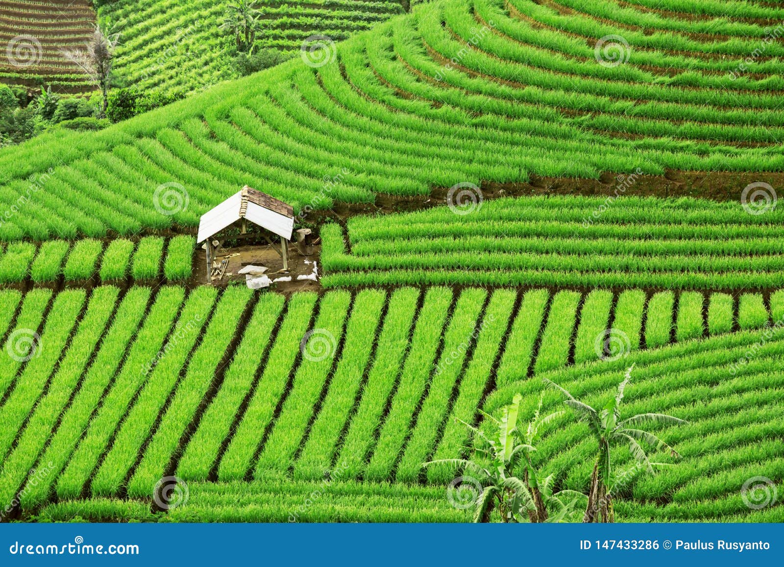 beautiful green terraced fields with a hovel