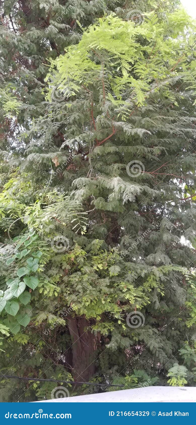 Beautiful Green Tree Near My House Stock Image Image of fresh