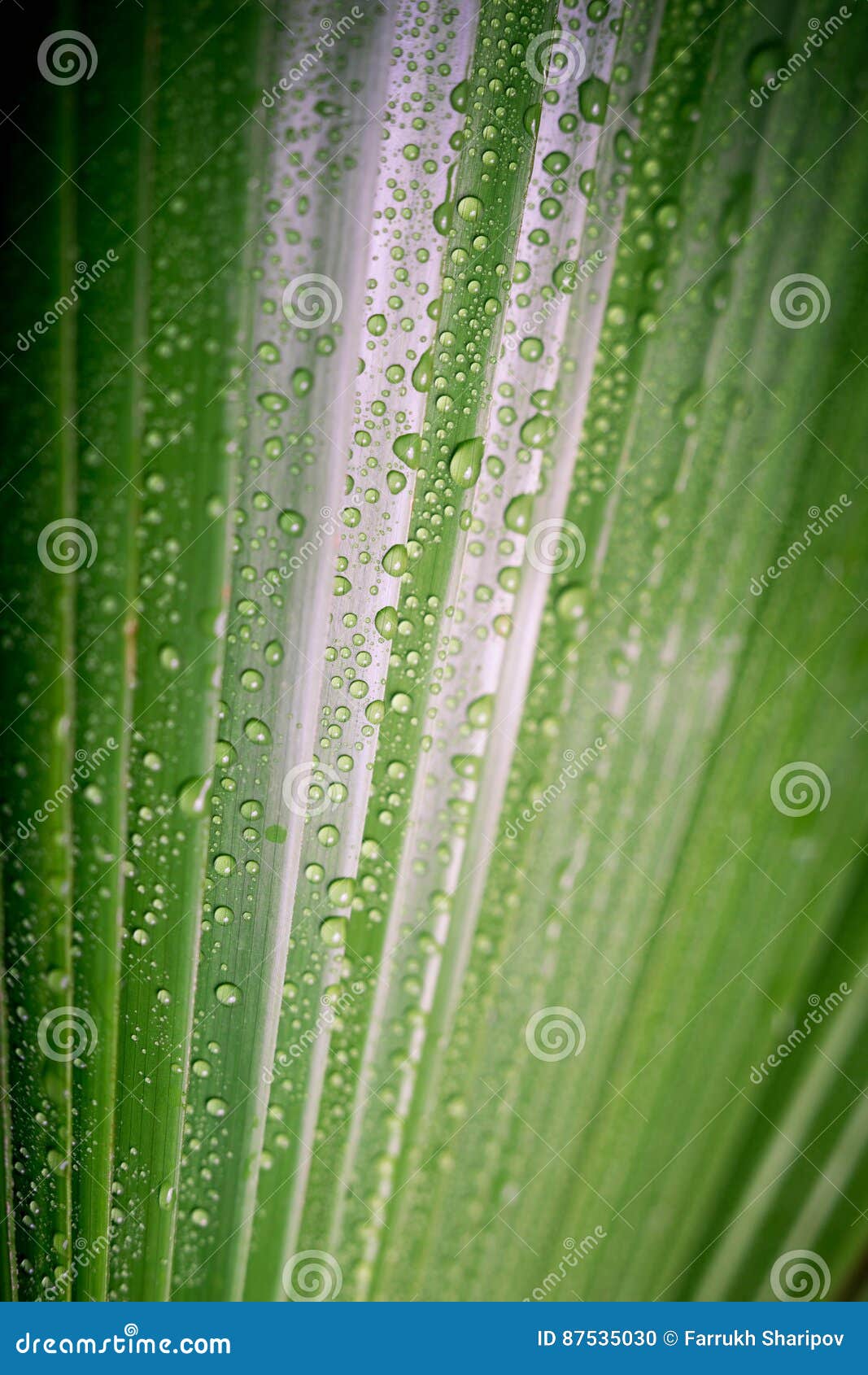 Beautiful Green Tropic Palm Leaf With Drops Of Water Stock Photo