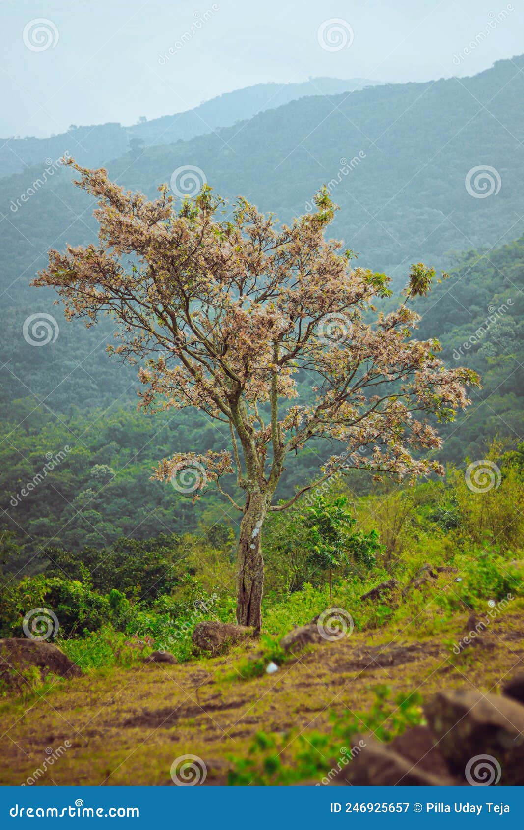 Beautiful Greenary Scenary at Aruku Stock Image - Image of tree