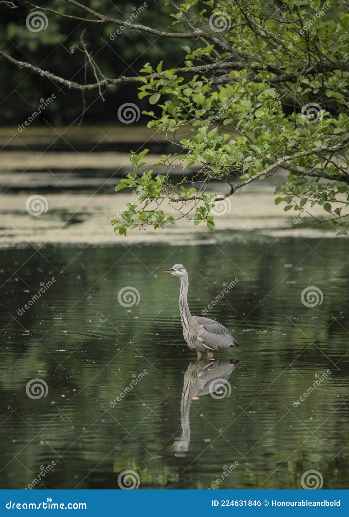 beautiful grey heron bird ardea cinerea pelecaniformes on lake in summer hunting small fish in water