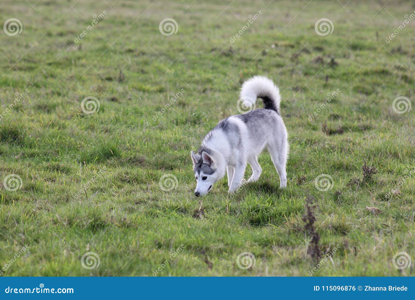 Cute Husky Dog Walks In A Field Editorial Photo Image Of Puppy