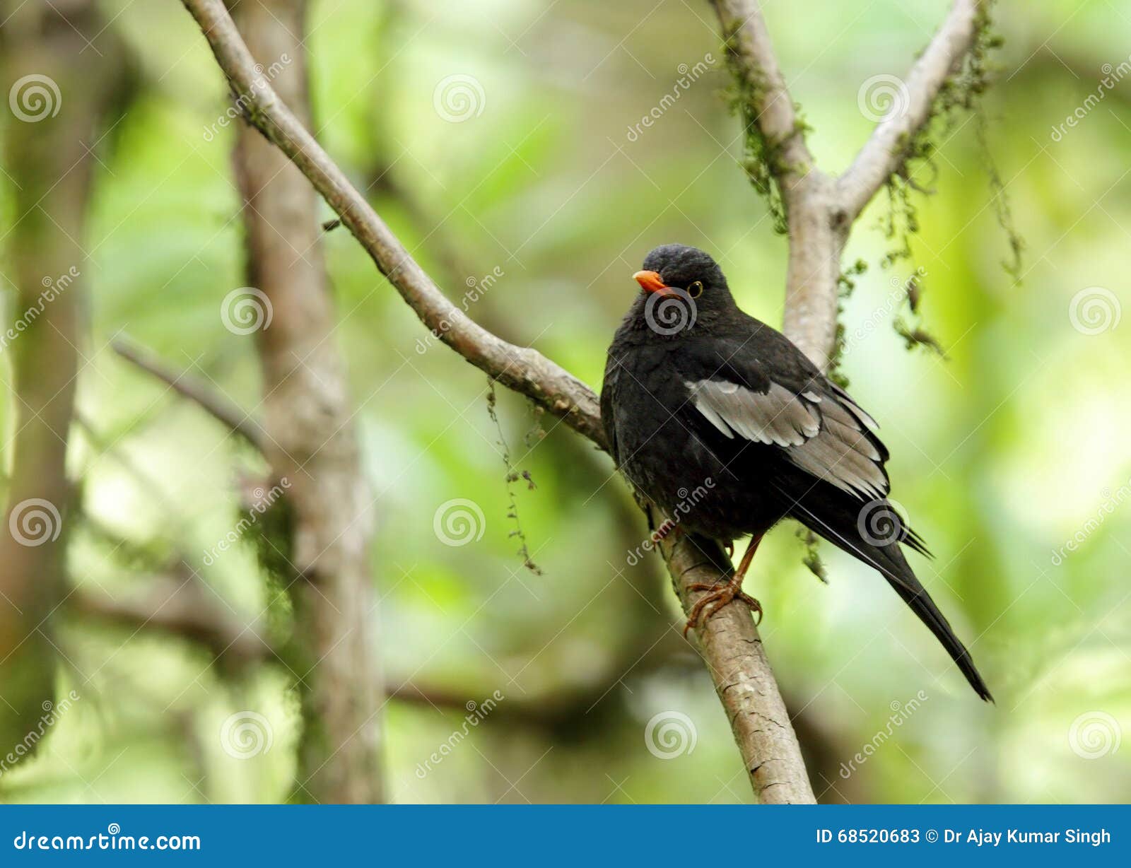 Beautiful Grey-winged Blackbird Stock Image - Image of bill, nature ...